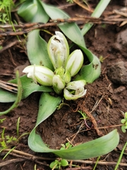 Ornithogalum lanceolatum