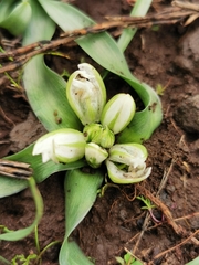 Ornithogalum lanceolatum