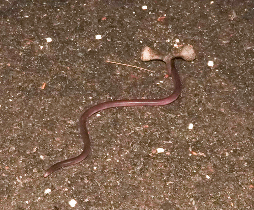 Blackish Blind Snake sighting