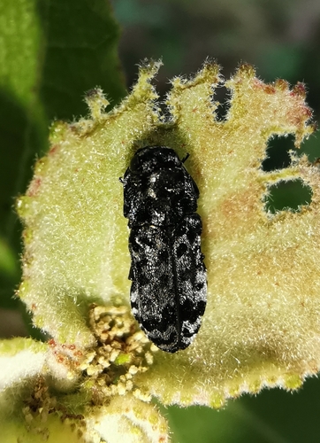 Discoderoides