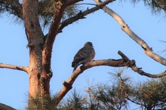 Streptopelia orientalis