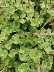 Pseudodictamnus undulatus