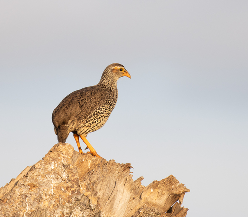 Heuglin's Spurfowl (Pternistis icterorhynchus), photo 8