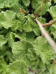 Pseudodictamnus undulatus