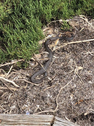 Tiger Snake sighting
