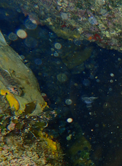 Parablennius tasmanianus