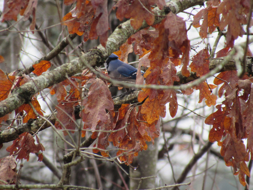 Blue Jay photographed in Virginia