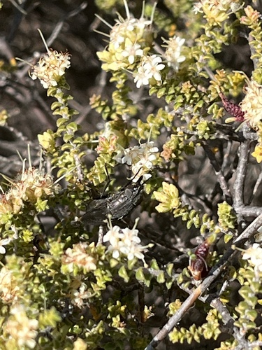 Stiff Bigstyle (Macrostylis squarrosa)