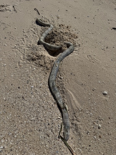 Typical Sea Snakes sighting