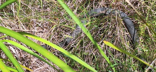 Highlands Copperhead sighting