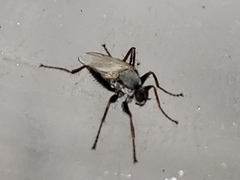 Chersodromia inusitata