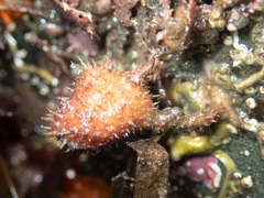 Boltenia villosa