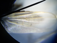 Chersodromia inusitata