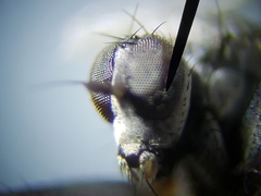 Chersodromia inusitata