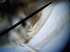 Chersodromia inusitata