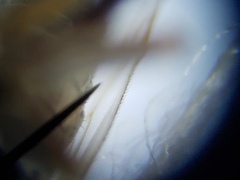 Chersodromia inusitata