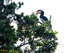 Anthracoceros coronatus