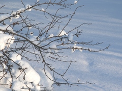 Crataegus chlorosarca