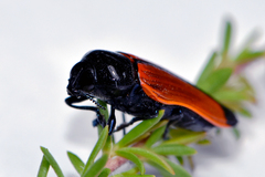 Castiarina rufipennis