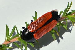 Castiarina rufipennis