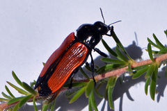 Castiarina rufipennis