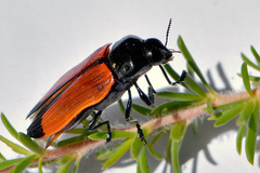 Castiarina rufipennis