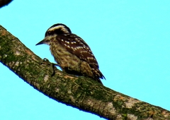 Sunda Pygmy Woodpecker photo 2