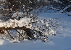 Crataegus chlorosarca