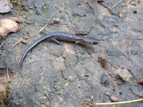 Blacksburg Salamander