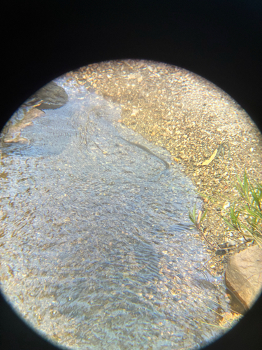 Common keelback sighting