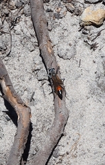 Podalonia tydei suspiciosa