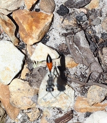Podalonia tydei suspiciosa