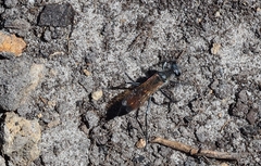 Podalonia tydei suspiciosa
