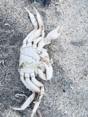 Cyrtograpsus angulatus