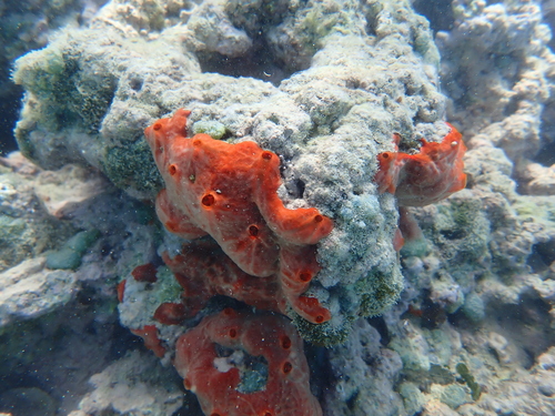Monanchora clathrata observed 2025-11-03