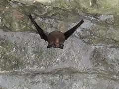 Emballonuridae