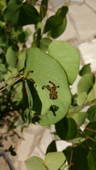 Oedemasia concinna
