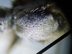 Chersodromia inusitata