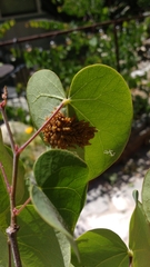Oedemasia concinna