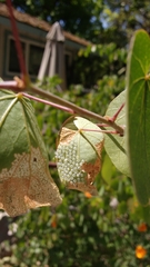Oedemasia concinna