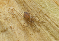 Scotospilus