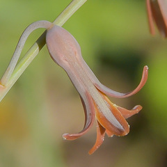 Dipcadi brevifolium