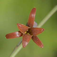 Dipcadi brevifolium
