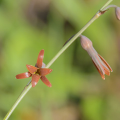 Dipcadi brevifolium