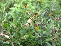 Chauliognathus nigrocinctus