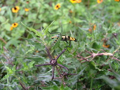 Chauliognathus nigrocinctus
