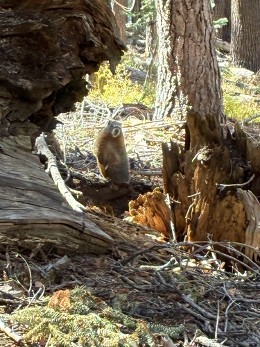 Yellow-bellied Marmot observed by olimoley