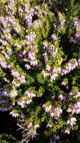 Erica erigena (Erica erigena)
