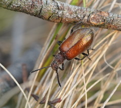 Metriolagria affinis