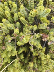 Veronica buchananii